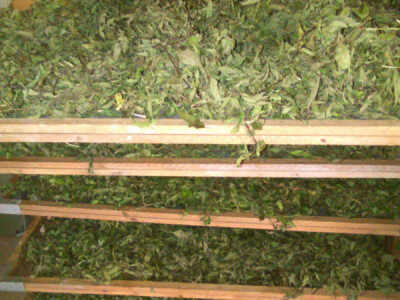 Proizvodnja čajeva i prizvoda od ljekovitog bilja