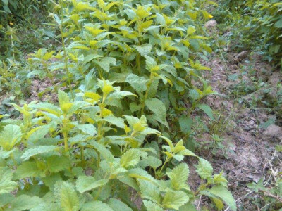 Proizvodnja čajeva i prizvoda od ljekovitog bilja