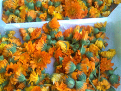 Proizvodnja čajeva i prizvoda od ljekovitog bilja