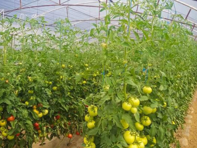 sadikovic3 sadikovic3