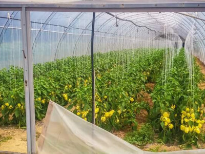 sadikovic1 sadikovic1