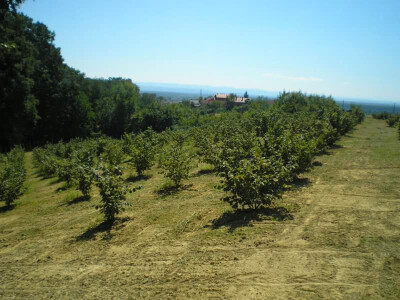 Uzgoj Istarskog lješnjaka i Oprašivača rimskog Uzgoj Istarskog lješnjaka i Oprašivača rimskog