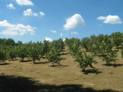 Nasadi lješnjaka Nasadi lješnjaka