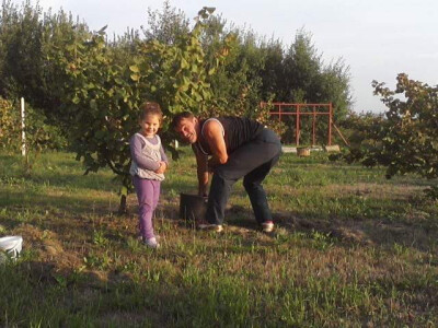 Skupljanje lijeske Skupljanje lijeske