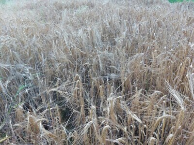 Slaven Puzjak - početak žetve ječma Slaven Puzjak - početak žetve ječma