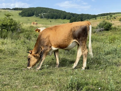 Tešija … ne objaviti još