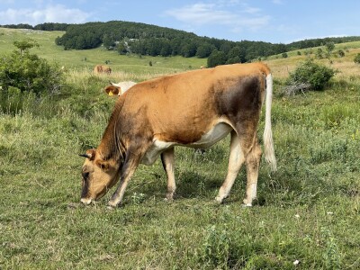 Tešija … ne objaviti još