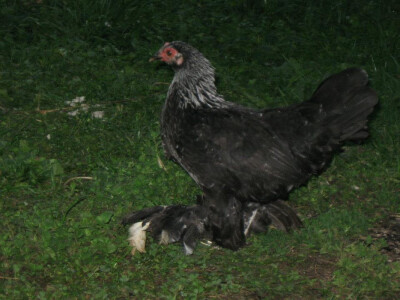 Federfist  &quot;breza boja&quot;