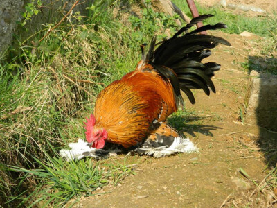 Federfist &quot;zlatni porcelan&quot;