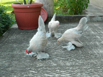 Federfisti &quot;izabel porcelan&quot;