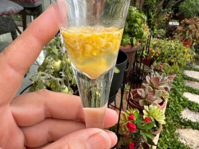 Čuvanje sjemena rajčica