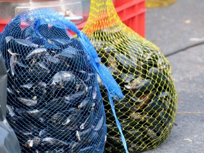 Fešta od pedoći i 56. Smotra narodne glazbe i plesa Labinštine - Trget