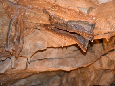 Feštinsko kraljevstvo