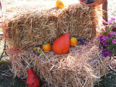 Festival gastronomije "Ukusi Vojvodine" Novi Sad