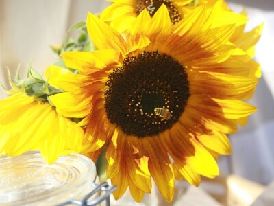 Festival gastronomije "Ukusi Vojvodine" Novi Sad