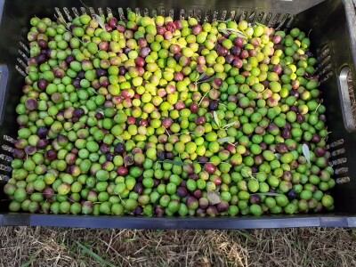 Festival maslina u Zagrebu