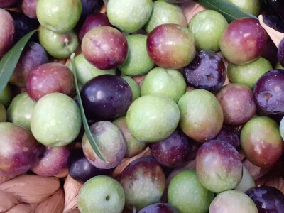 Festival maslina u Zagrebu