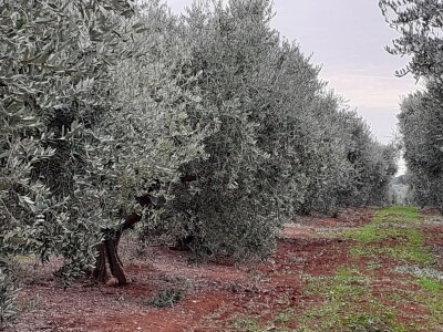 Festival maslina u Zagrebu
