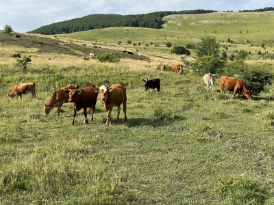 Tešija … ne objaviti još