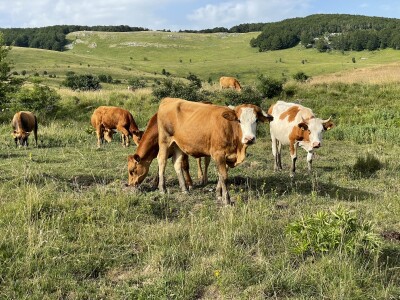 Tešija … ne objaviti još