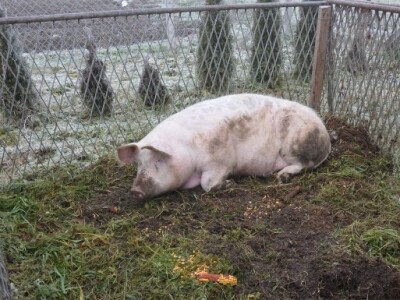 Prva dobrovačka Čvarkijada Udruge LIDO