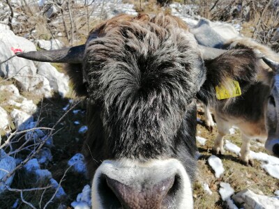OPG Roguljić u Kučinama proizvodi med i pčelinje proizvode, soparnik, maslinovo ulje i suhe smokve te uzgaja buše