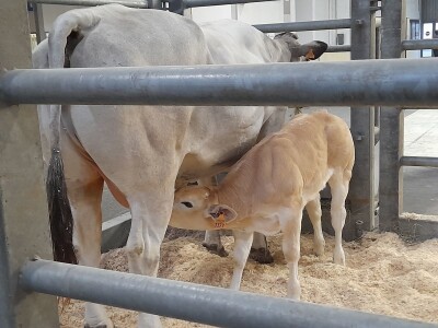 Fieragricola Fieragricola