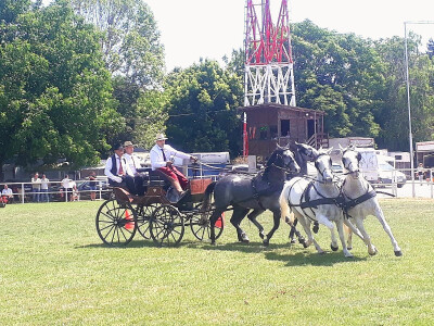 Takmičenje fijakera