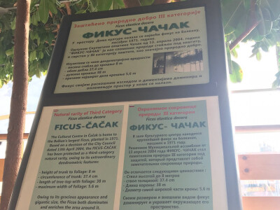 Zaštićeni fikus Zaštićeni fikus