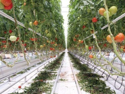 Hidroponski uzgoj na kamenoj vuni u plasteniku