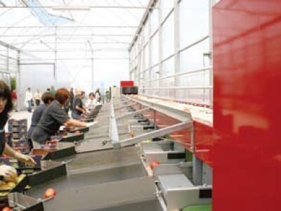 Sortirnica u plasteniku u Baranji na jednom OPG