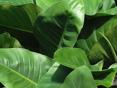 Filodendron Filodendron