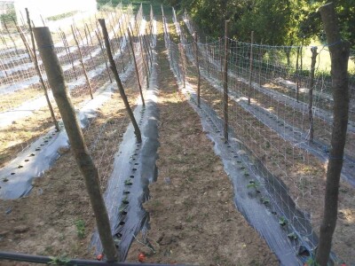 Firzeta Hašić: Povrće u plasteniku ću uzgajati na prirodan način