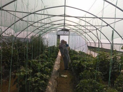 Firzeta Hašić: Povrće u plasteniku ću uzgajati na prirodan način