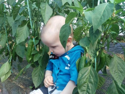 Firzeta Hašić: Povrće u plasteniku ću uzgajati na prirodan način