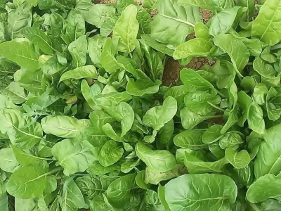 Firzeta Hašić: Povrće u plasteniku ću uzgajati na prirodan način