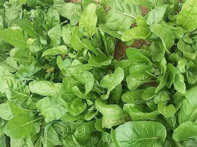 Firzeta Hašić: Povrće u plasteniku ću uzgajati na prirodan način