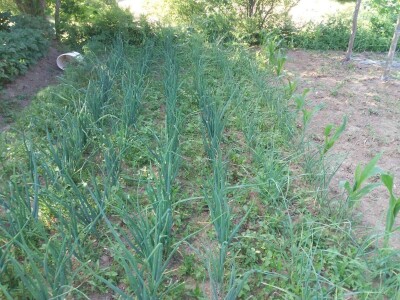 Firzeta Hašić: Povrće u plasteniku ću uzgajati na prirodan način