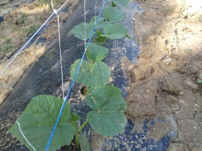 Firzeta Hašić: Povrće u plasteniku ću uzgajati na prirodan način