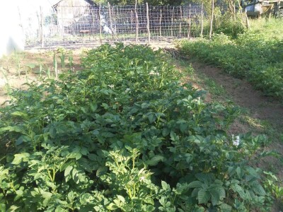 Firzeta Hašić: Povrće u plasteniku ću uzgajati na prirodan način