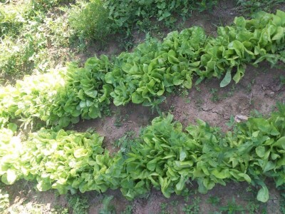 Firzeta Hašić: Povrće u plasteniku ću uzgajati na prirodan način