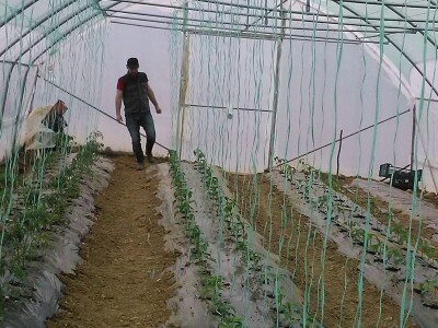 Firzeta Hašić: Povrće u plasteniku ću uzgajati na prirodan način