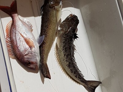 FISHING TRIBUNJ - Ribolovni turizam povećava prihode, a smanjuje ribolovni napor FISHING TRIBUNJ - Ribolovni turizam povećava prihode, a smanjuje ribolovni napor