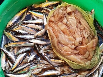 FISHING TRIBUNJ - Ribolovni turizam povećava prihode, a smanjuje ribolovni napor FISHING TRIBUNJ - Ribolovni turizam povećava prihode, a smanjuje ribolovni napor