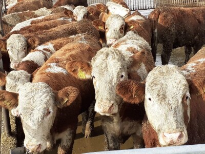 Fiskalizacija mljekomata