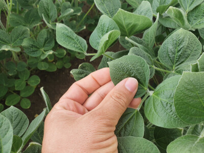 Fitotoksičnost soje