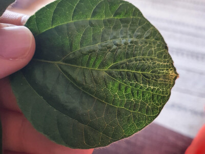 Fitotoksičnost soje