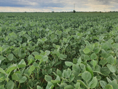 Fitotoksičnost soje