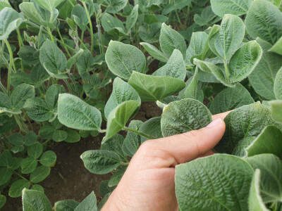 Fitotoksičnost soje