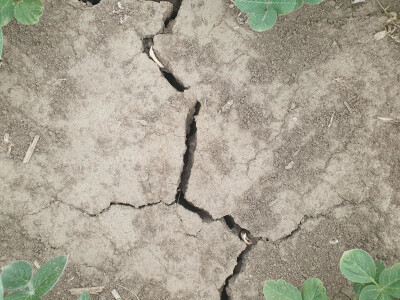 Fitotoksičnost soje